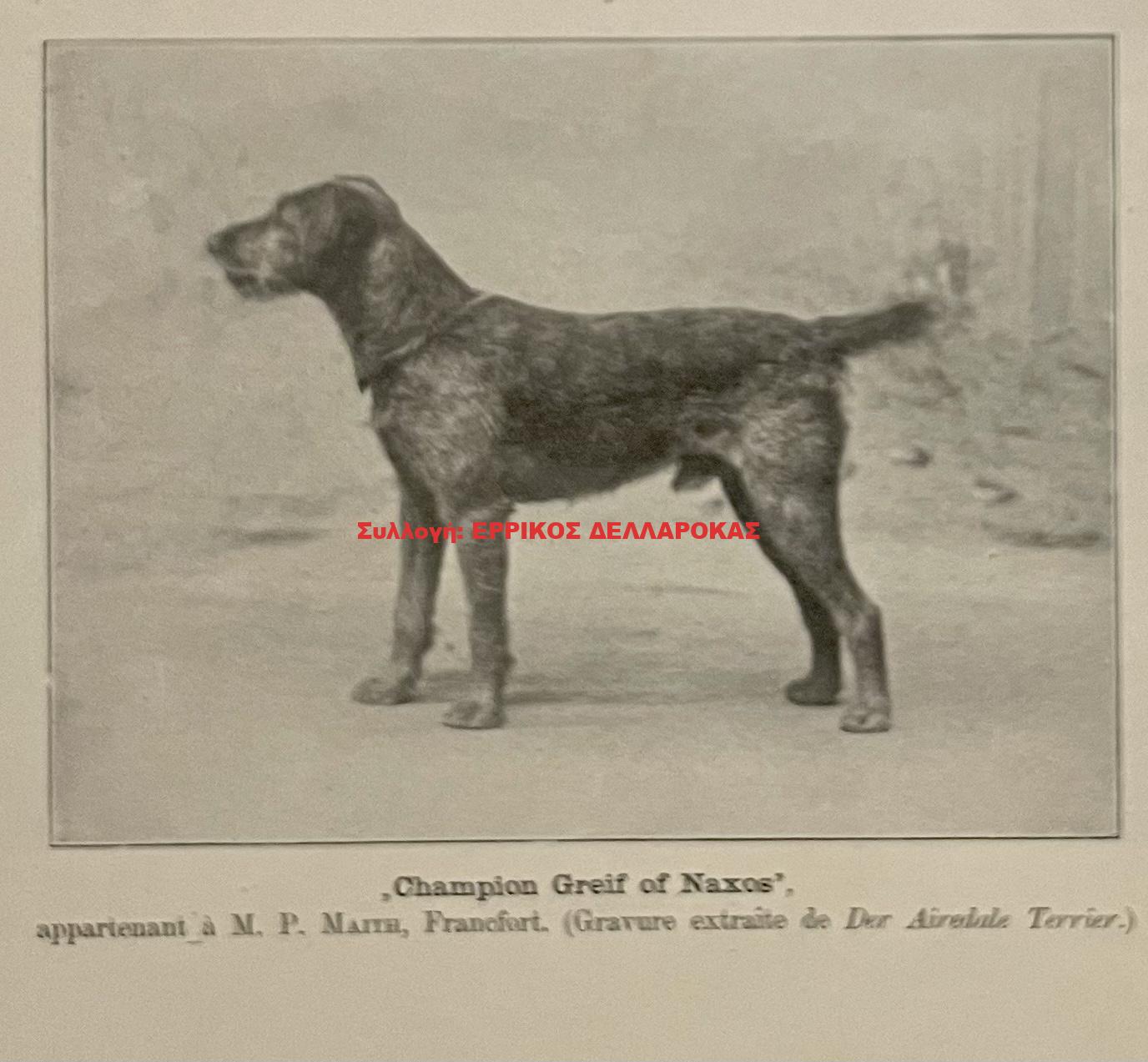 1891 Airedale Terrier