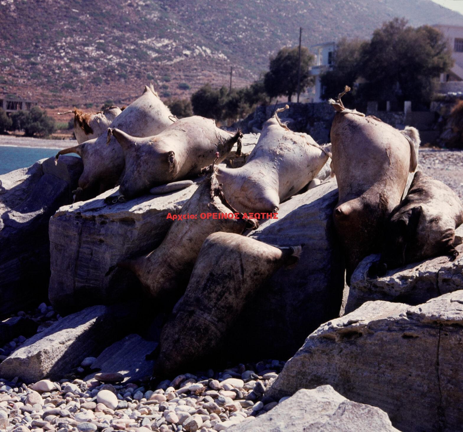 1976 Απόλλωνας